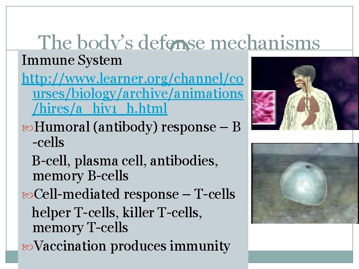 The body’s defense mechanisms Immune System http: //www. learner. org/channel/co urses/biology/archive/animations /hires/a_hiv 1_h. html