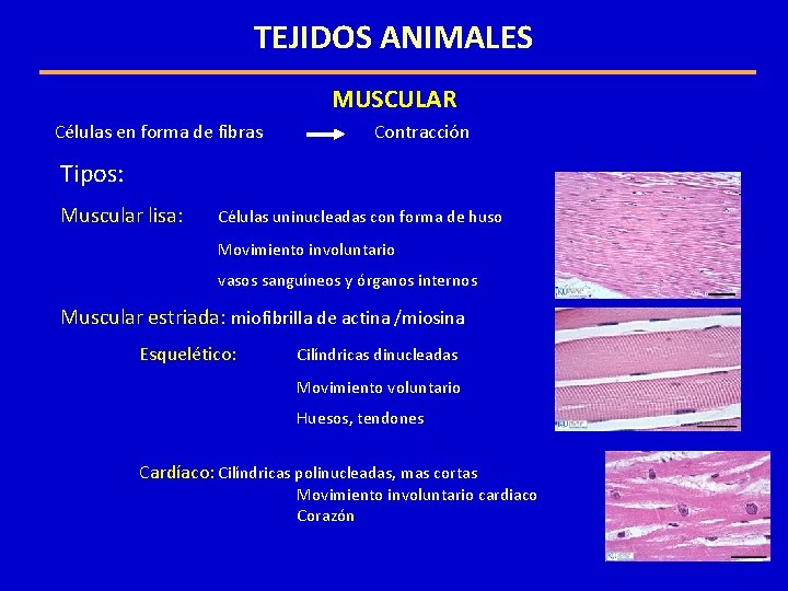 TEJIDOS ANIMALES MUSCULAR Células en forma de fibras Contracción Tipos: Muscular lisa: Células uninucleadas TEJIDOS ANIMALES MUSCULAR Células en forma de fibras Contracción Tipos: Muscular lisa: Células uninucleadas
