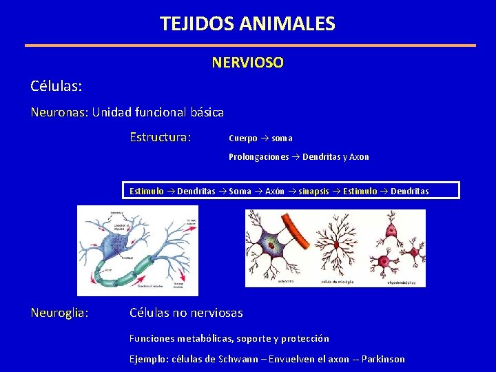 TEJIDOS ANIMALES NERVIOSO Células: Neuronas: Unidad funcional básica Estructura: Cuerpo soma Prolongaciones Dendritas y TEJIDOS ANIMALES NERVIOSO Células: Neuronas: Unidad funcional básica Estructura: Cuerpo soma Prolongaciones Dendritas y