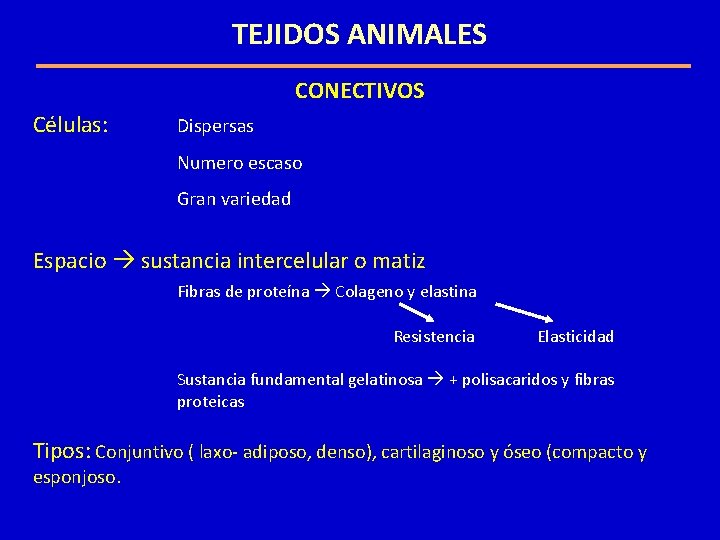 TEJIDOS ANIMALES CONECTIVOS Células: Dispersas Numero escaso Gran variedad Espacio sustancia intercelular o matiz TEJIDOS ANIMALES CONECTIVOS Células: Dispersas Numero escaso Gran variedad Espacio sustancia intercelular o matiz