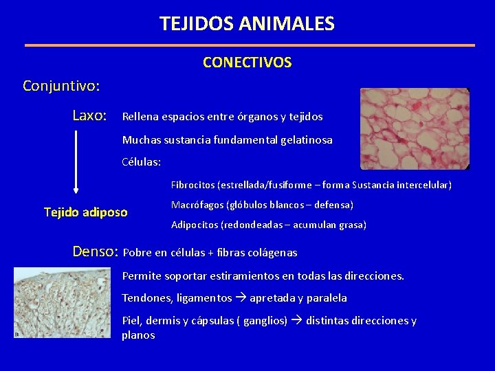 TEJIDOS ANIMALES CONECTIVOS Conjuntivo: Laxo: Rellena espacios entre órganos y tejidos Muchas sustancia fundamental TEJIDOS ANIMALES CONECTIVOS Conjuntivo: Laxo: Rellena espacios entre órganos y tejidos Muchas sustancia fundamental
