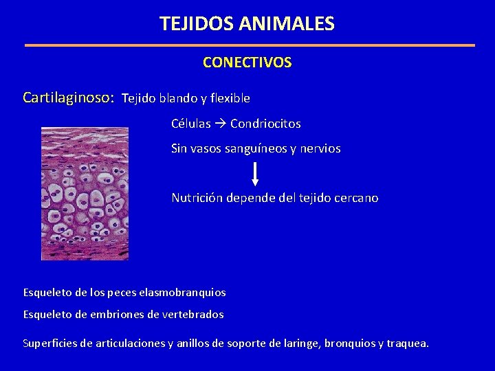 TEJIDOS ANIMALES CONECTIVOS Cartilaginoso: Tejido blando y flexible Células Condriocitos Sin vasos sanguíneos y TEJIDOS ANIMALES CONECTIVOS Cartilaginoso: Tejido blando y flexible Células Condriocitos Sin vasos sanguíneos y