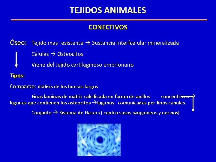 TEJIDOS ANIMALES CONECTIVOS Óseo: Tejido mas resistente Sustancia interfcelular mineralizada Células Osteocitos Viene del TEJIDOS ANIMALES CONECTIVOS Óseo: Tejido mas resistente Sustancia interfcelular mineralizada Células Osteocitos Viene del