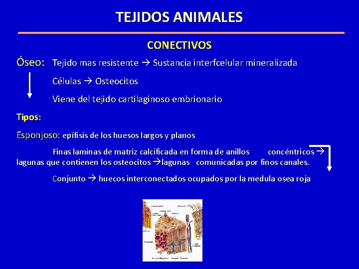 TEJIDOS ANIMALES CONECTIVOS Óseo: Tejido mas resistente Sustancia interfcelular mineralizada Células Osteocitos Viene del TEJIDOS ANIMALES CONECTIVOS Óseo: Tejido mas resistente Sustancia interfcelular mineralizada Células Osteocitos Viene del