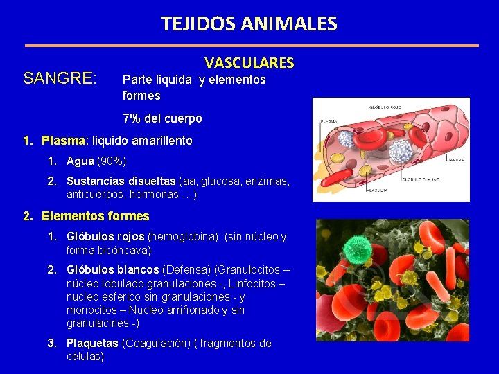 TEJIDOS ANIMALES SANGRE: VASCULARES Parte liquida y elementos formes 7% del cuerpo 1. Plasma: TEJIDOS ANIMALES SANGRE: VASCULARES Parte liquida y elementos formes 7% del cuerpo 1. Plasma: