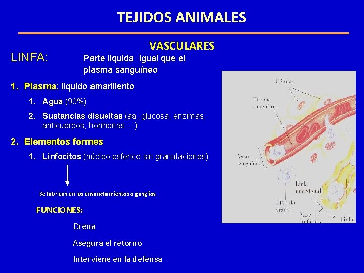 TEJIDOS ANIMALES VASCULARES LINFA: Parte liquida igual que el plasma sanguíneo 1. Plasma: liquido TEJIDOS ANIMALES VASCULARES LINFA: Parte liquida igual que el plasma sanguíneo 1. Plasma: liquido