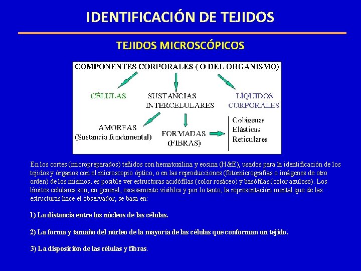 IDENTIFICACIÓN DE TEJIDOS MICROSCÓPICOS En los cortes (micropreparados) teñidos con hematoxilina y eosina (H&E), IDENTIFICACIÓN DE TEJIDOS MICROSCÓPICOS En los cortes (micropreparados) teñidos con hematoxilina y eosina (H&E),