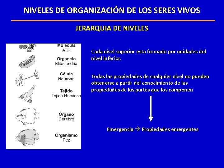 NIVELES DE ORGANIZACIÓN DE LOS SERES VIVOS JERARQUIA DE NIVELES Cada nivel superior esta NIVELES DE ORGANIZACIÓN DE LOS SERES VIVOS JERARQUIA DE NIVELES Cada nivel superior esta