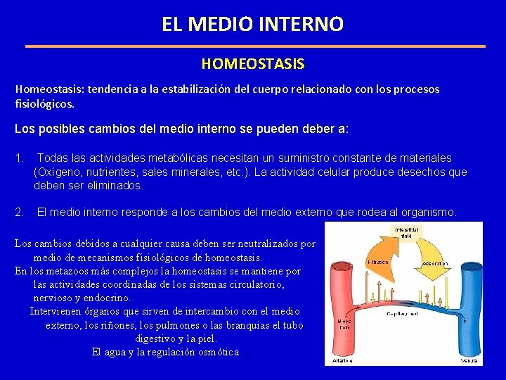 EL MEDIO INTERNO HOMEOSTASIS Homeostasis: tendencia a la estabilización del cuerpo relacionado con los EL MEDIO INTERNO HOMEOSTASIS Homeostasis: tendencia a la estabilización del cuerpo relacionado con los