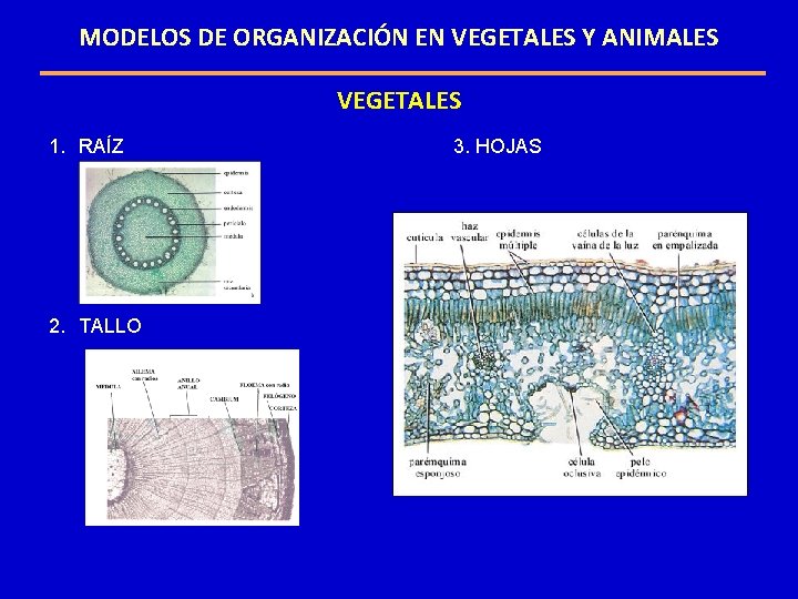 MODELOS DE ORGANIZACIÓN EN VEGETALES Y ANIMALES VEGETALES 1. RAÍZ 2. TALLO 3. HOJAS MODELOS DE ORGANIZACIÓN EN VEGETALES Y ANIMALES VEGETALES 1. RAÍZ 2. TALLO 3. HOJAS