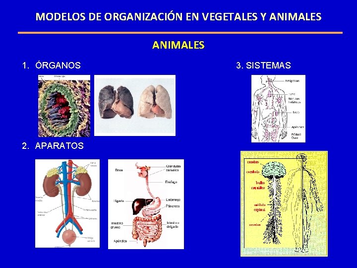 MODELOS DE ORGANIZACIÓN EN VEGETALES Y ANIMALES 1. ÓRGANOS 2. APARATOS 3. SISTEMAS MODELOS DE ORGANIZACIÓN EN VEGETALES Y ANIMALES 1. ÓRGANOS 2. APARATOS 3. SISTEMAS