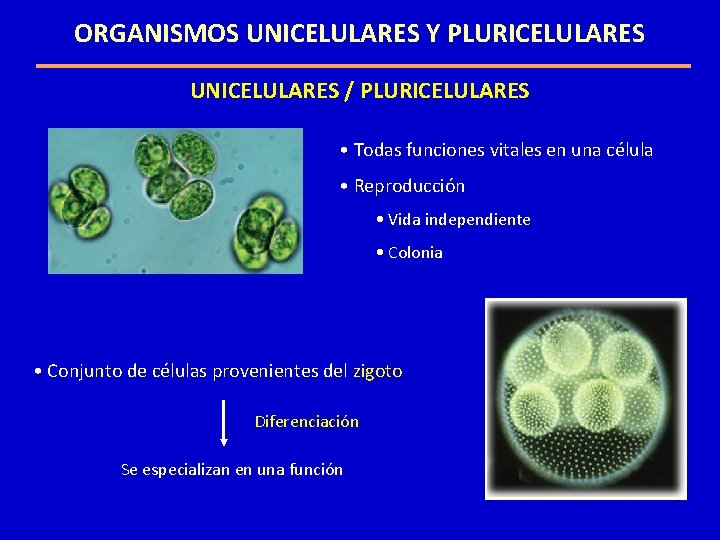 ORGANISMOS UNICELULARES Y PLURICELULARES UNICELULARES / PLURICELULARES • Todas funciones vitales en una célula ORGANISMOS UNICELULARES Y PLURICELULARES UNICELULARES / PLURICELULARES • Todas funciones vitales en una célula