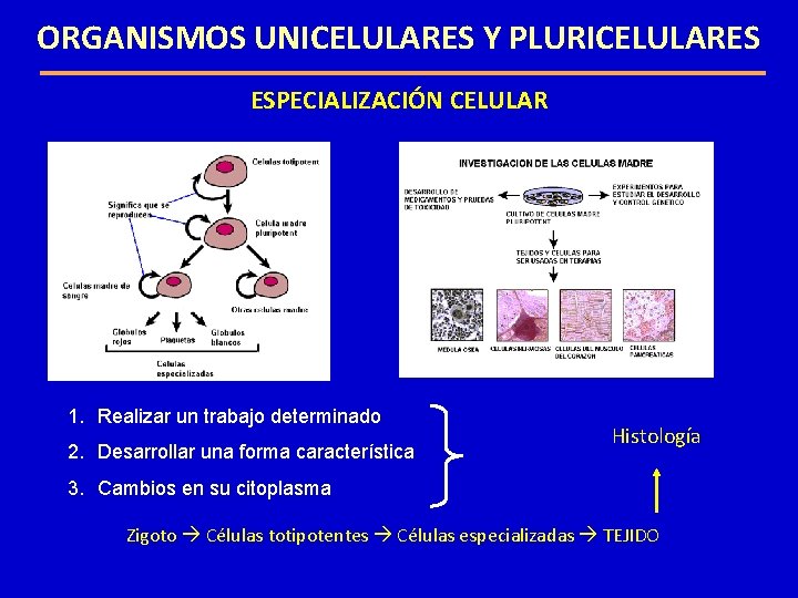 ORGANISMOS UNICELULARES Y PLURICELULARES ESPECIALIZACIÓN CELULAR 1. Realizar un trabajo determinado 2. Desarrollar una ORGANISMOS UNICELULARES Y PLURICELULARES ESPECIALIZACIÓN CELULAR 1. Realizar un trabajo determinado 2. Desarrollar una