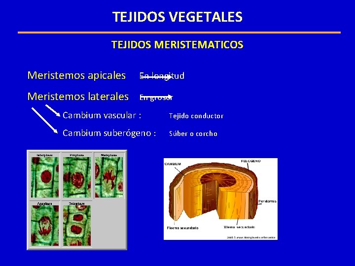 TEJIDOS VEGETALES TEJIDOS MERISTEMATICOS Meristemos apicales En longitud Meristemos laterales En grosor Cambium vascular TEJIDOS VEGETALES TEJIDOS MERISTEMATICOS Meristemos apicales En longitud Meristemos laterales En grosor Cambium vascular