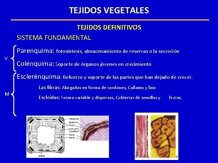 TEJIDOS VEGETALES TEJIDOS DEFINITIVOS SISTEMA FUNDAMENTAL Parenquima: fotosíntesis, almacenamiento de reservas o la secreción TEJIDOS VEGETALES TEJIDOS DEFINITIVOS SISTEMA FUNDAMENTAL Parenquima: fotosíntesis, almacenamiento de reservas o la secreción
