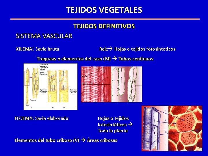 TEJIDOS VEGETALES TEJIDOS DEFINITIVOS SISTEMA VASCULAR XILEMA: Savia bruta Raíz Hojas o tejidos fotosinteticos TEJIDOS VEGETALES TEJIDOS DEFINITIVOS SISTEMA VASCULAR XILEMA: Savia bruta Raíz Hojas o tejidos fotosinteticos