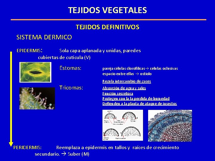 TEJIDOS VEGETALES TEJIDOS DEFINITIVOS SISTEMA DERMICO EPIDERMIS: Sola capa aplanada y unidas, paredes cubiertas TEJIDOS VEGETALES TEJIDOS DEFINITIVOS SISTEMA DERMICO EPIDERMIS: Sola capa aplanada y unidas, paredes cubiertas