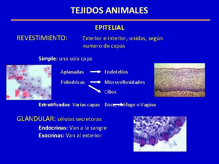 TEJIDOS ANIMALES EPITELIAL REVESTIMIENTO: Exterior e interior, unidas, según numero de capas Simple: una TEJIDOS ANIMALES EPITELIAL REVESTIMIENTO: Exterior e interior, unidas, según numero de capas Simple: una