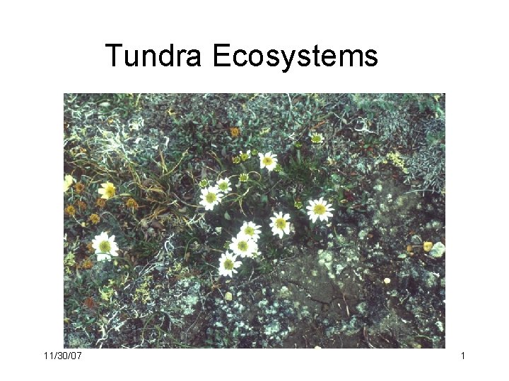 Tundra Ecosystems 11/30/07 1 