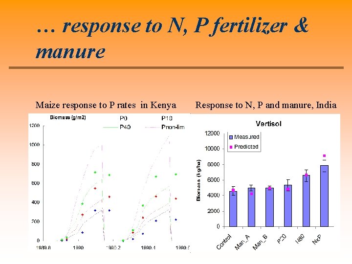 … response to N, P fertilizer & manure Maize response to P rates in