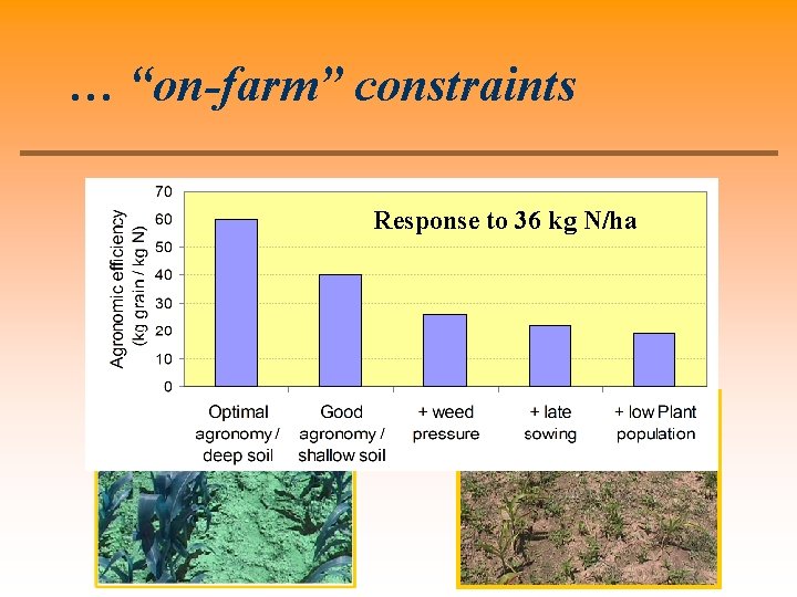 … “on-farm” constraints Response to 36 kg N/ha 