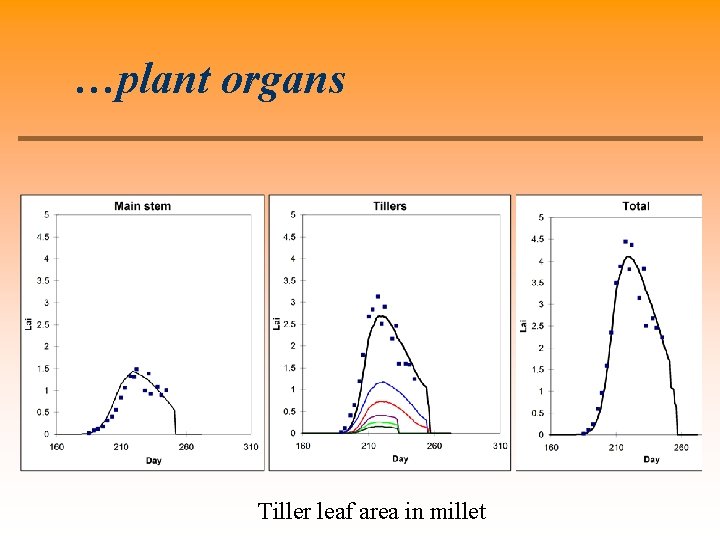 …plant organs Tiller leaf area in millet 