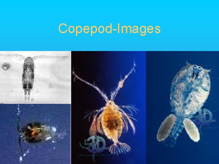 Copepod-Images 
