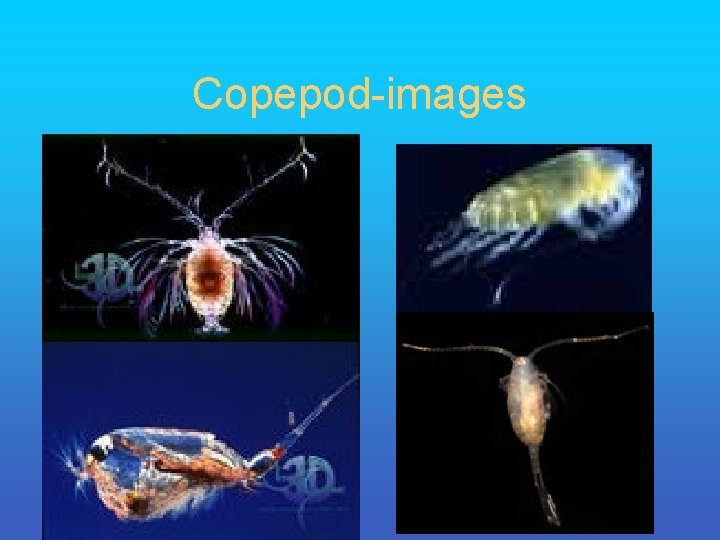 Copepod-images 