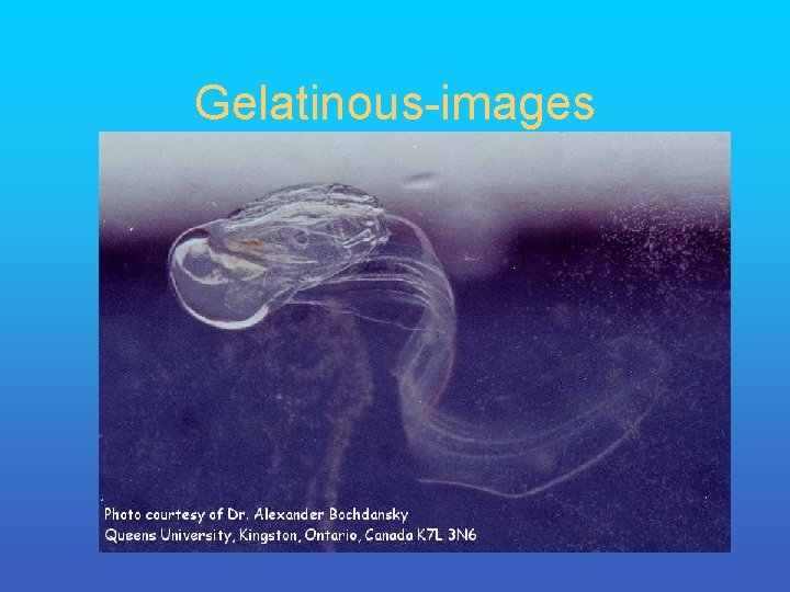 Gelatinous-images 