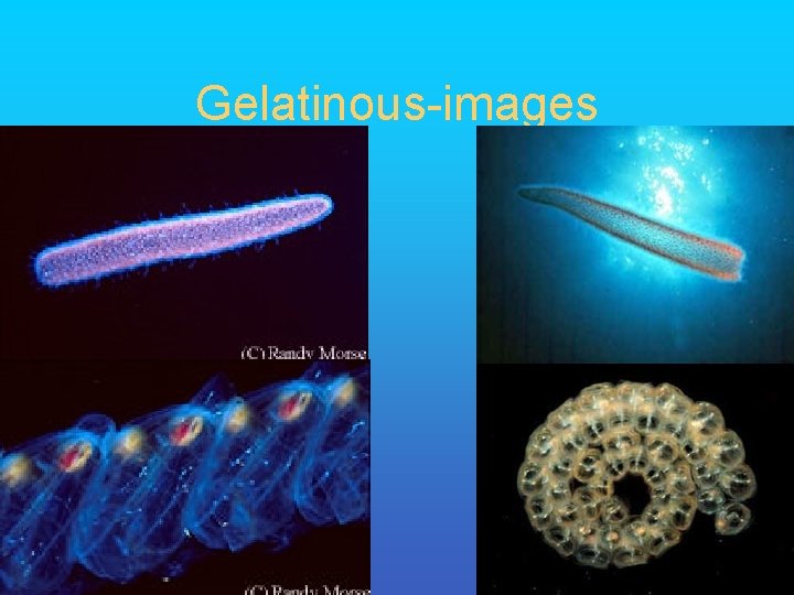 Gelatinous-images 