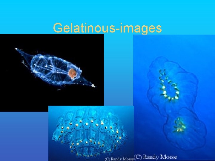 Gelatinous-images 