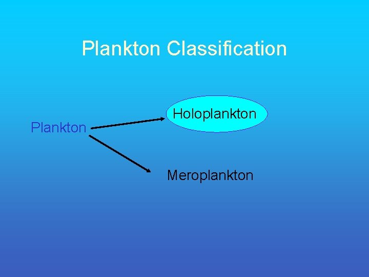 Plankton Classification Plankton Holoplankton Meroplankton 