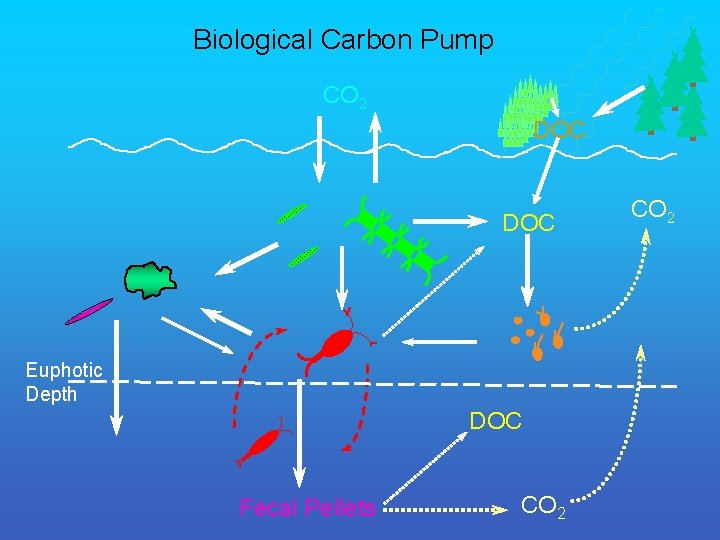 Biological Carbon Pump CO 2 DOC Euphotic Depth DOC Fecal Pellets CO 2 