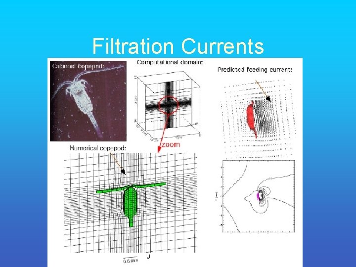 Filtration Currents 