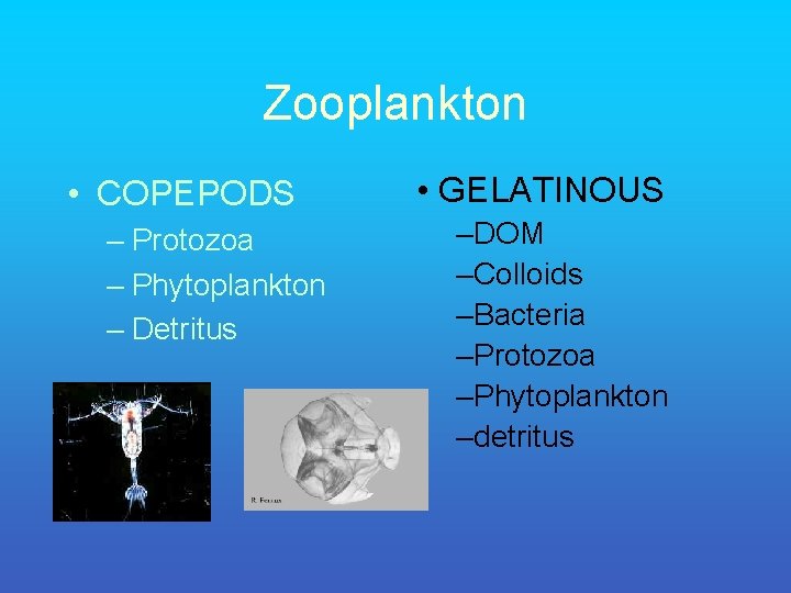 Zooplankton • COPEPODS – Protozoa – Phytoplankton – Detritus • GELATINOUS –DOM –Colloids –Bacteria