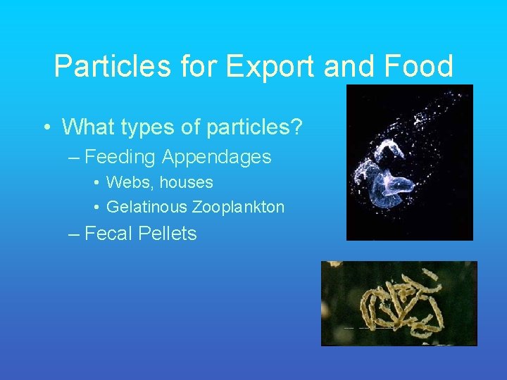 Particles for Export and Food • What types of particles? – Feeding Appendages •