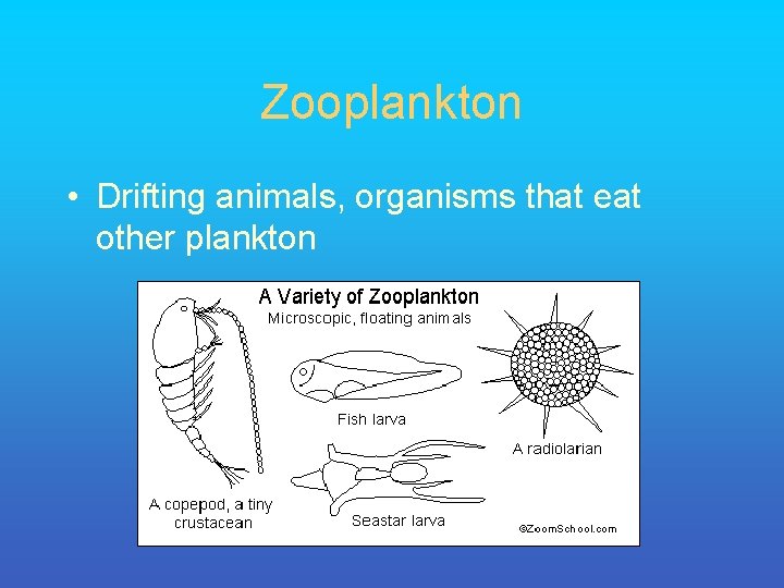 Zooplankton • Drifting animals, organisms that eat other plankton 