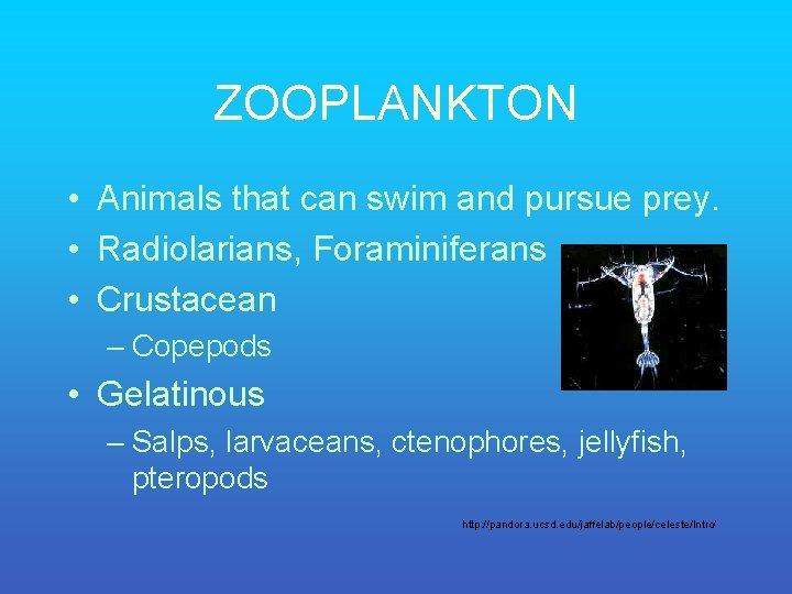 ZOOPLANKTON • Animals that can swim and pursue prey. • Radiolarians, Foraminiferans • Crustacean