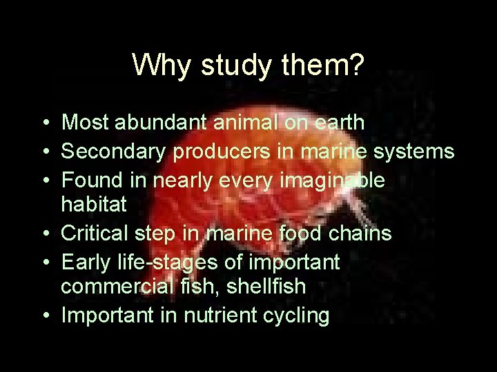 Why study them? • Most abundant animal on earth • Secondary producers in marine