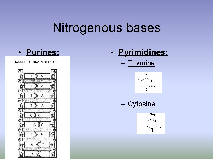 Nitrogenous bases • Purines: • Pyrimidines: – Adenine – Thymine – Guanine – Cytosine