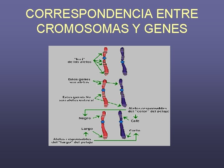 CORRESPONDENCIA ENTRE CROMOSOMAS Y GENES 