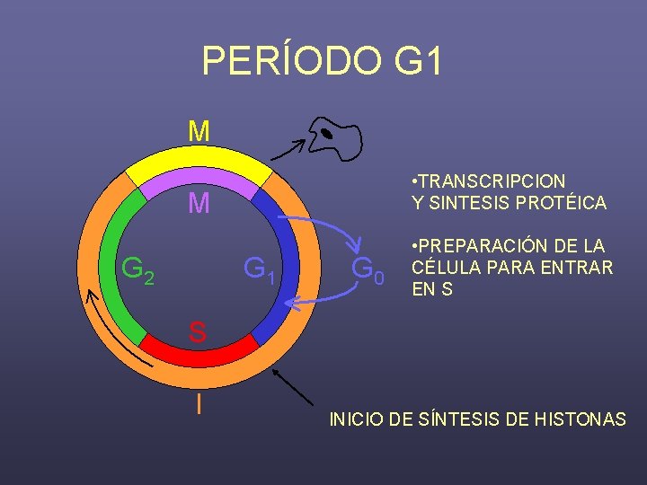 PERÍODO G 1 • TRANSCRIPCION Y SINTESIS PROTÉICA • PREPARACIÓN DE LA CÉLULA PARA