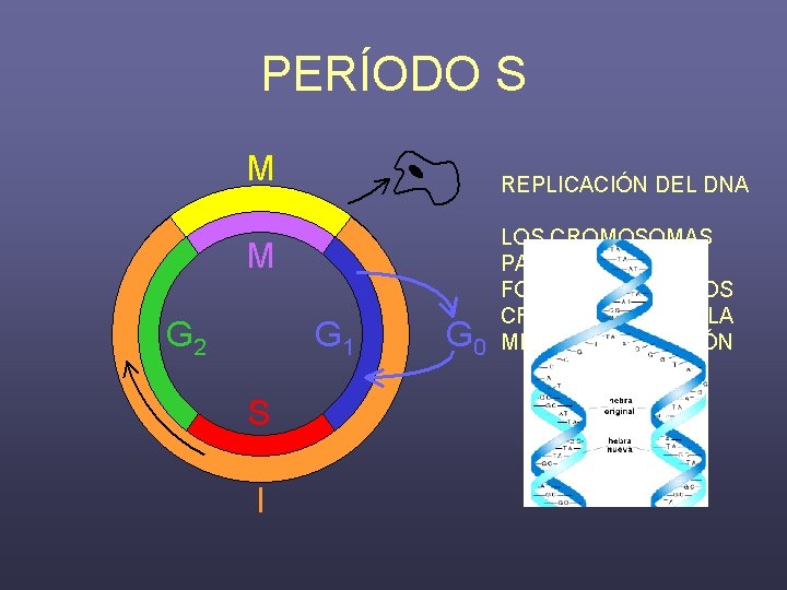 PERÍODO S REPLICACIÓN DEL DNA LOS CROMOSOMAS PASAN A ESTAR FORMADOS POR DOS CROMATIDES