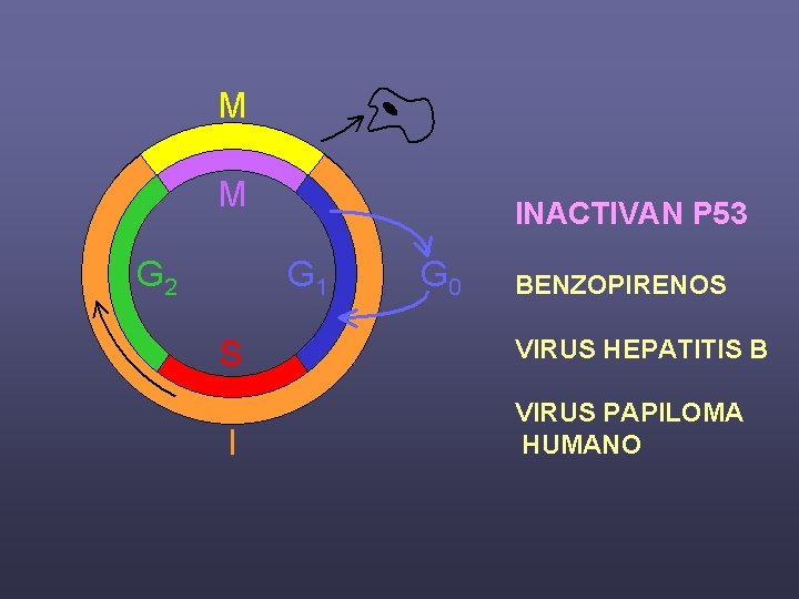 INACTIVAN P 53 BENZOPIRENOS VIRUS HEPATITIS B VIRUS PAPILOMA HUMANO 