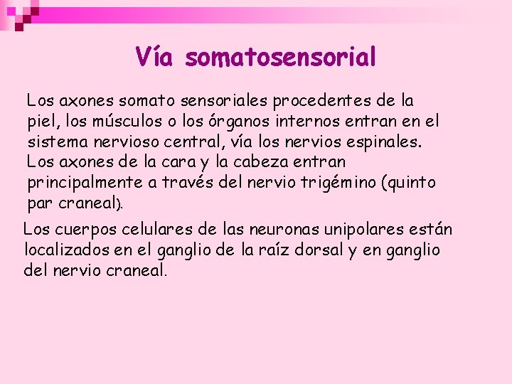 Vía somatosensorial Los axones somato sensoriales procedentes de la piel, los músculos o los