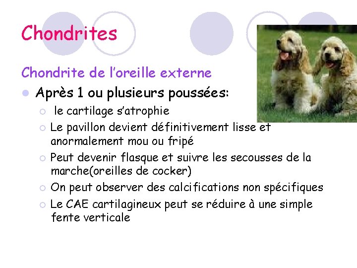 Chondrites Chondrite de l’oreille externe l Après 1 ou plusieurs poussées: ¡ ¡ ¡ Chondrites Chondrite de l’oreille externe l Après 1 ou plusieurs poussées: ¡ ¡ ¡