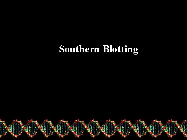  Southern Blotting 