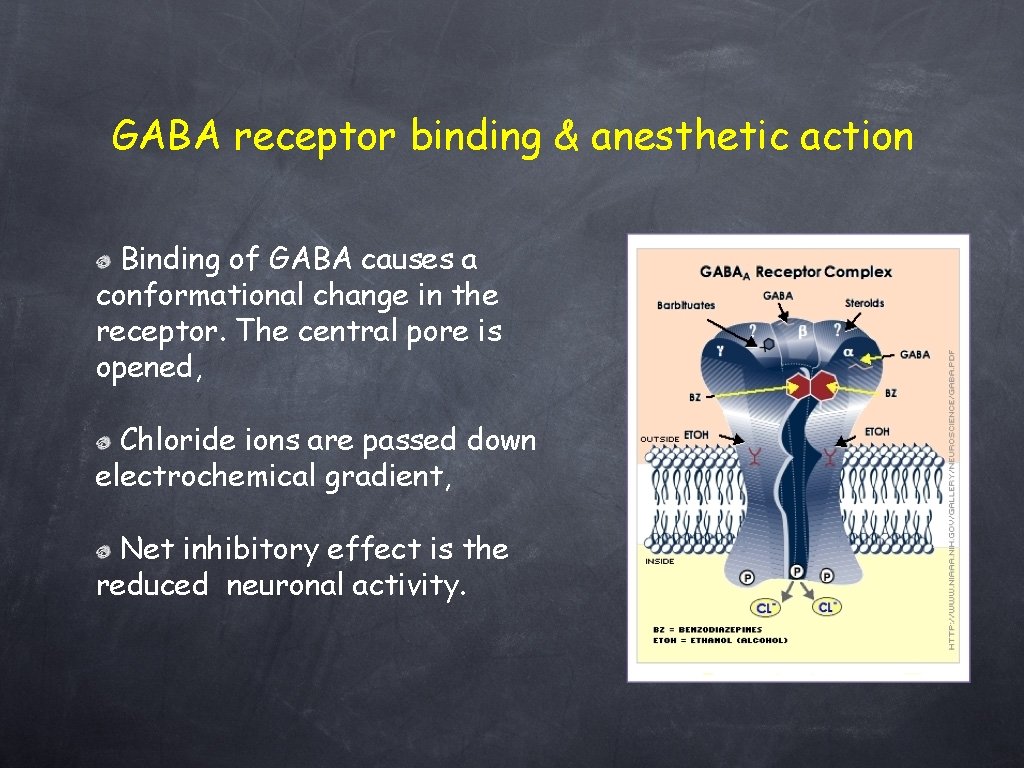 GABA receptor binding & anesthetic action Binding of GABA causes a conformational change in