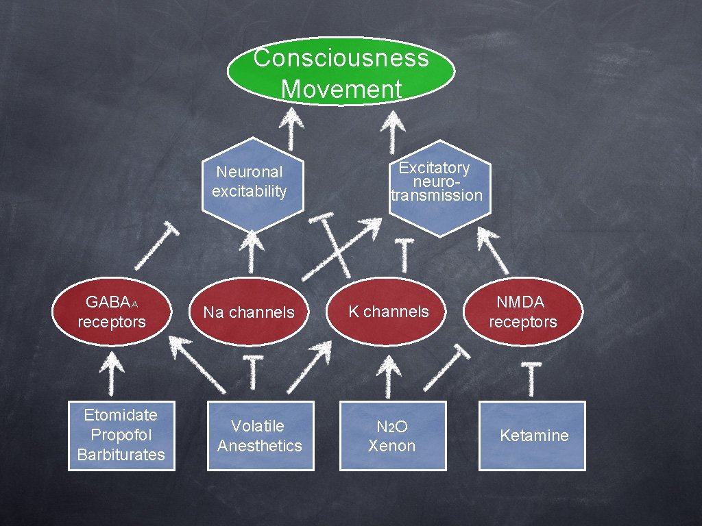 Consciousness Movement Neuronal excitability GABAA receptors Etomidate Propofol Barbiturates Na channels Volatile Anesthetics Excitatory