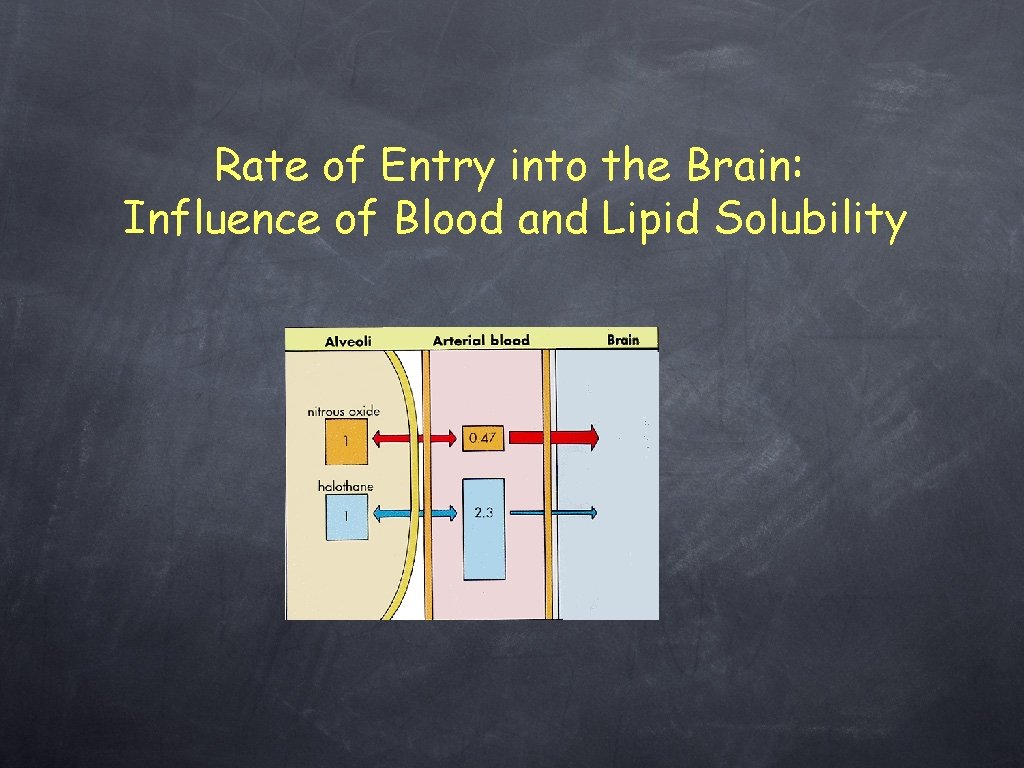 Rate of Entry into the Brain: Influence of Blood and Lipid Solubility 